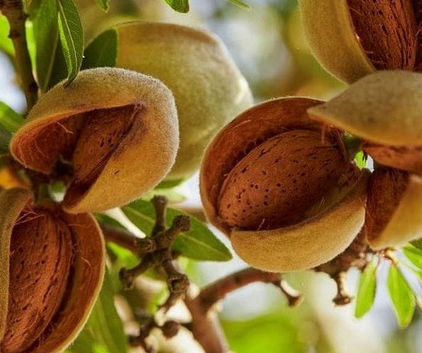 تصویر 2 از بادام سنگی خوشه‌ای با طعم اصیل و تازگی ماندگار